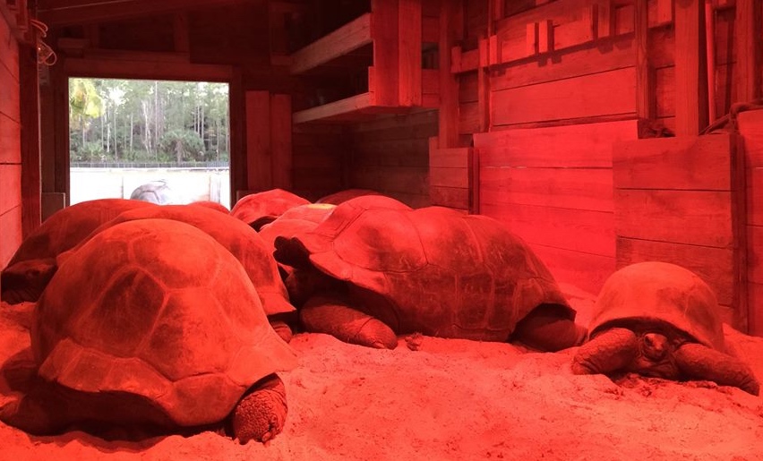 Aldabra Breeders