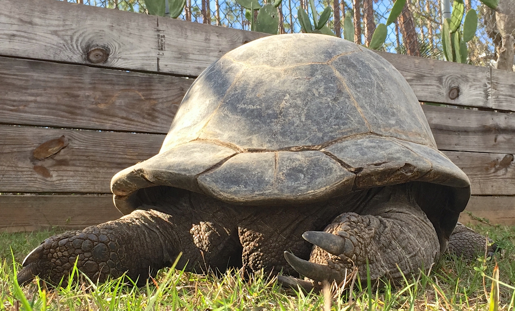 Aldabra Breeders