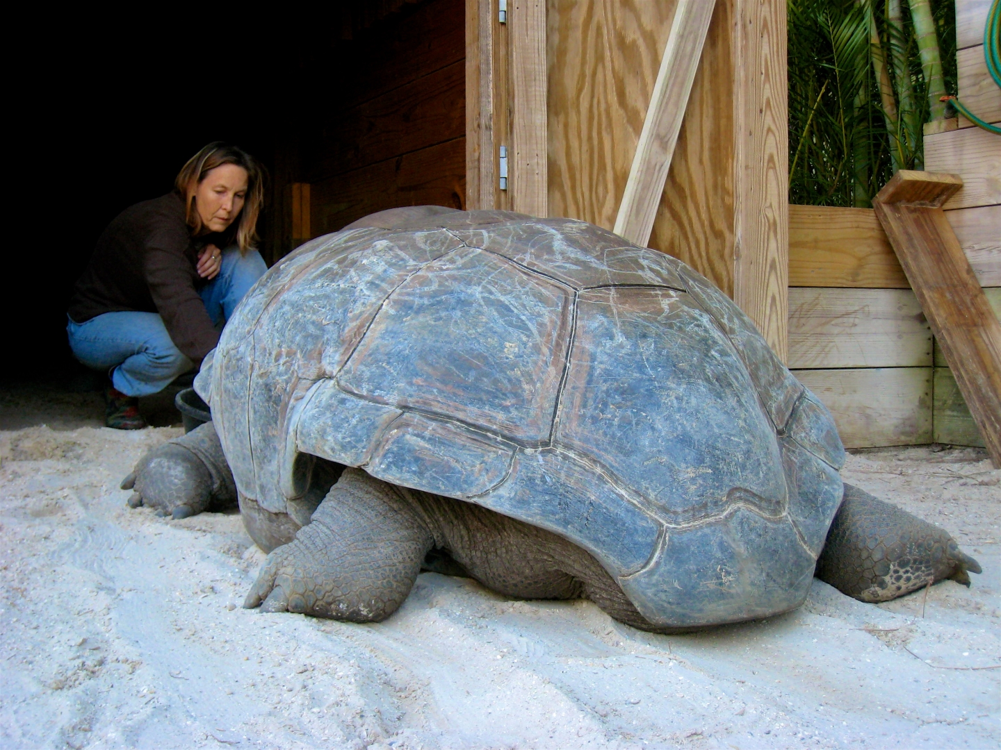 Aldabra Breeders