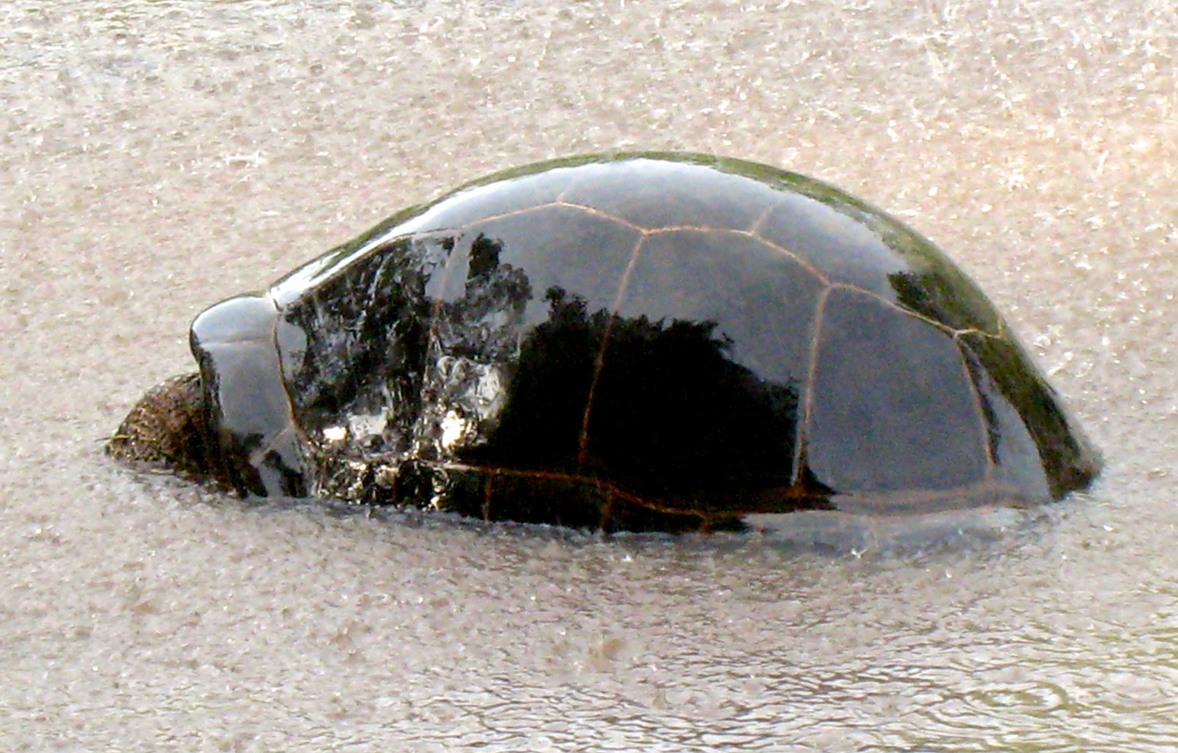 Aldabra Breeders