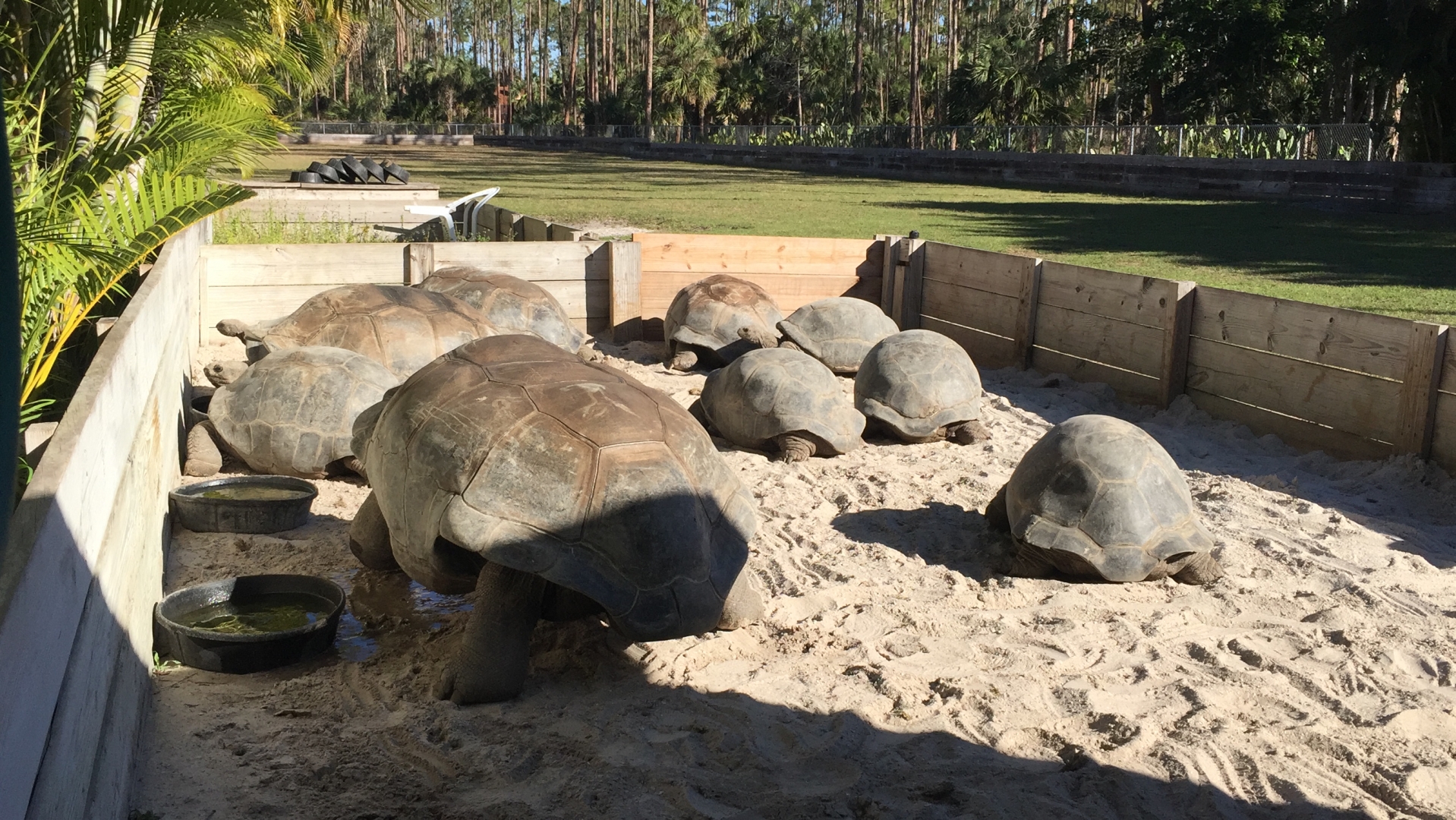 Aldabra Breeders