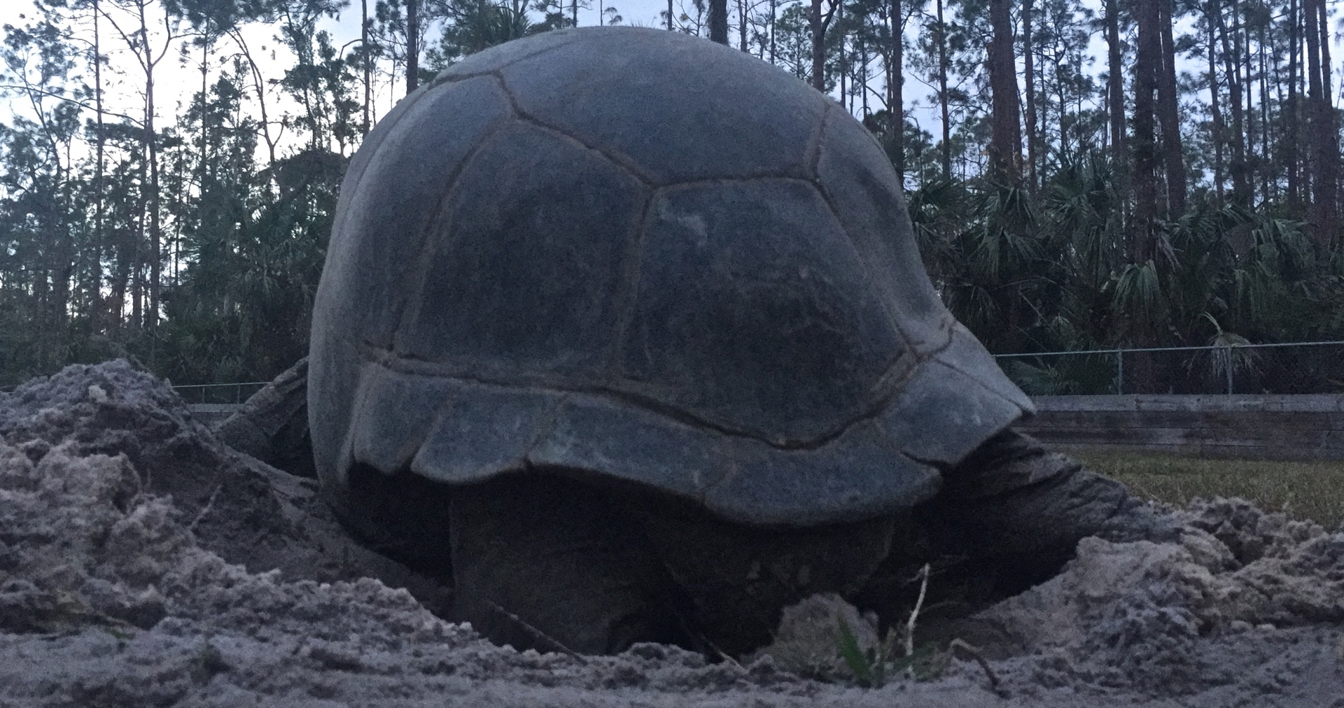 Aldabra Breeders