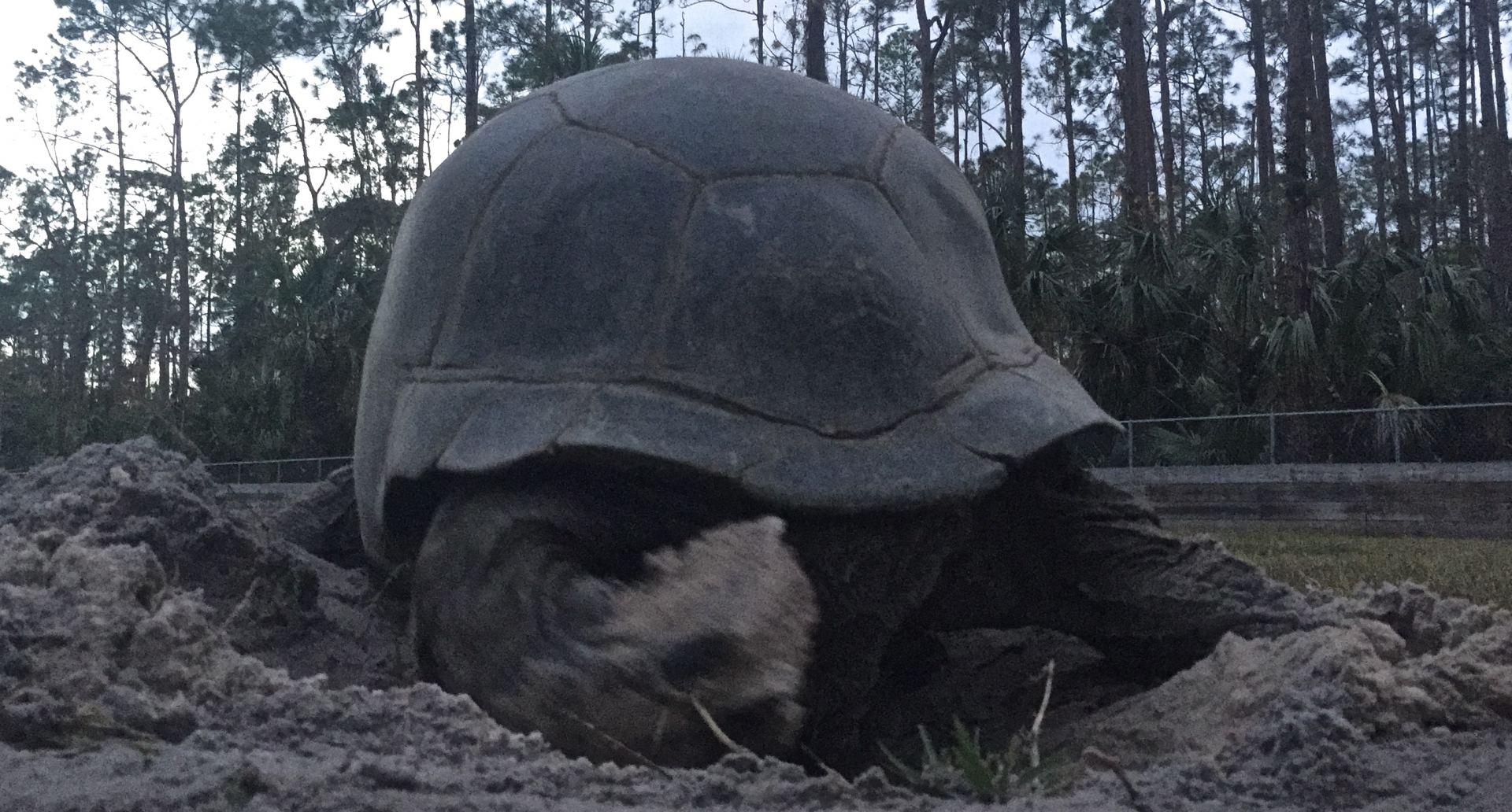 Aldabra Breeders