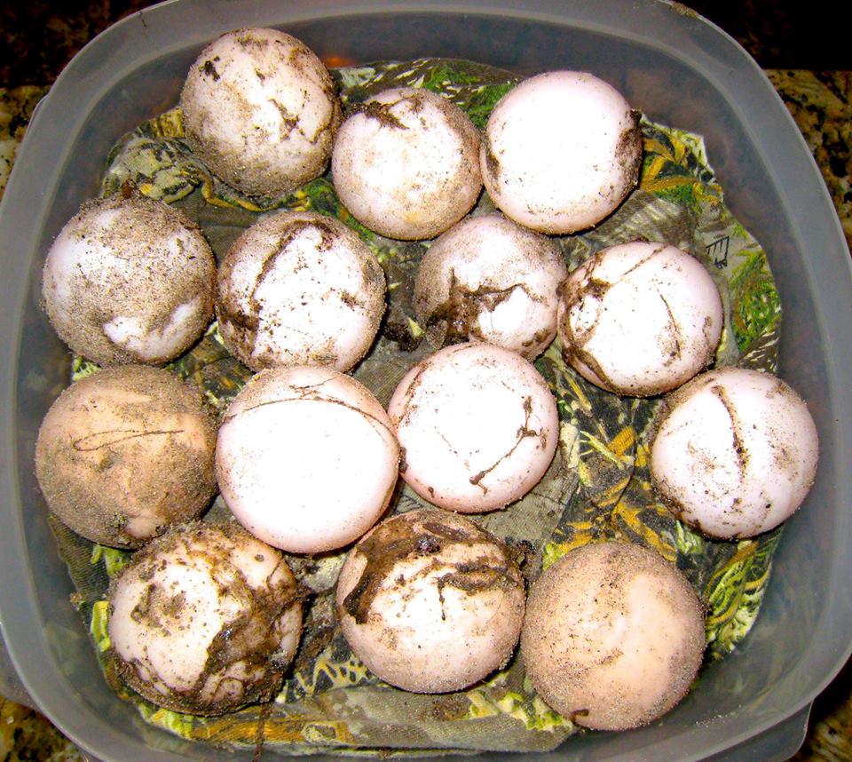 Aldabra Breeders