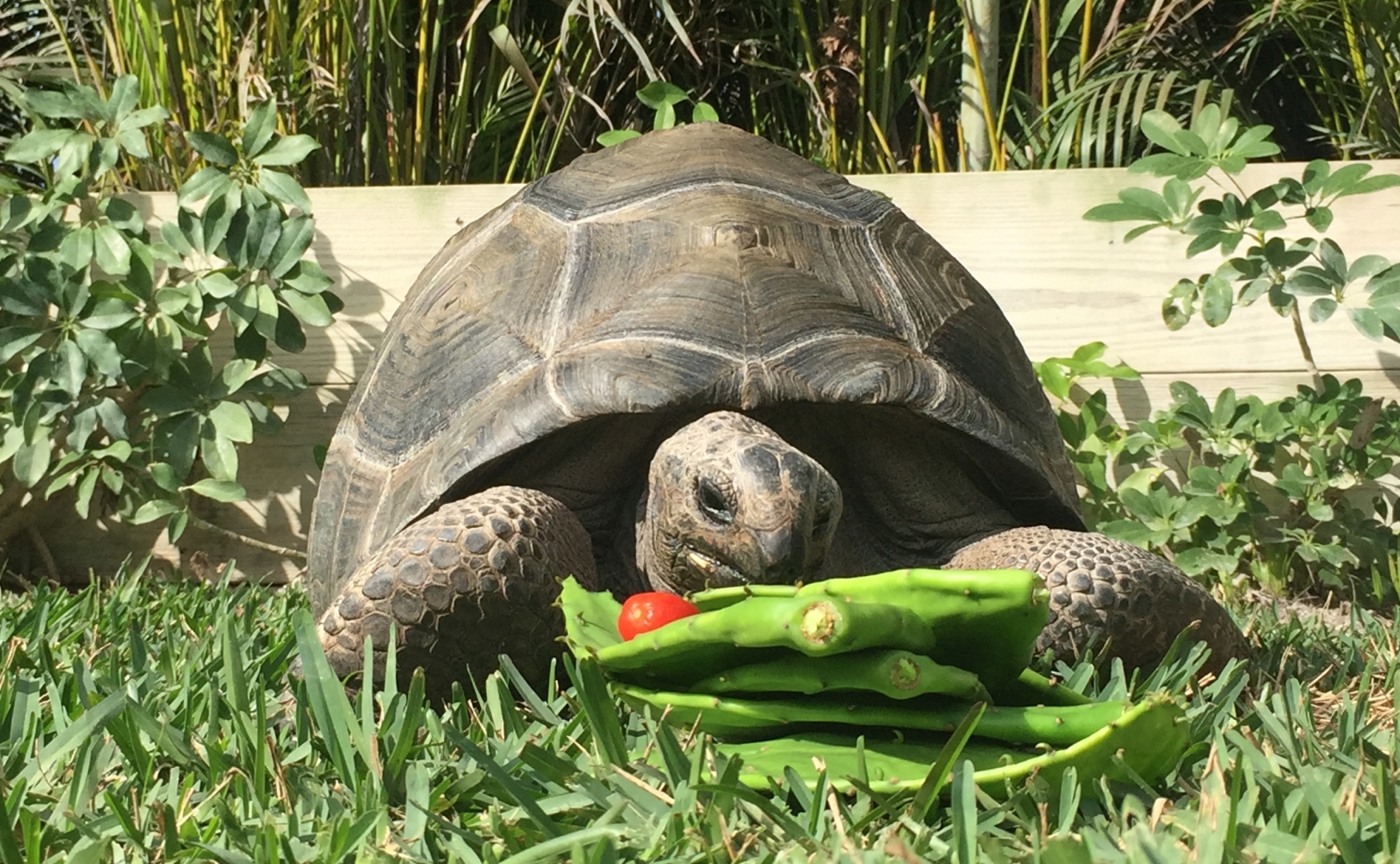 Aldabra Breeders