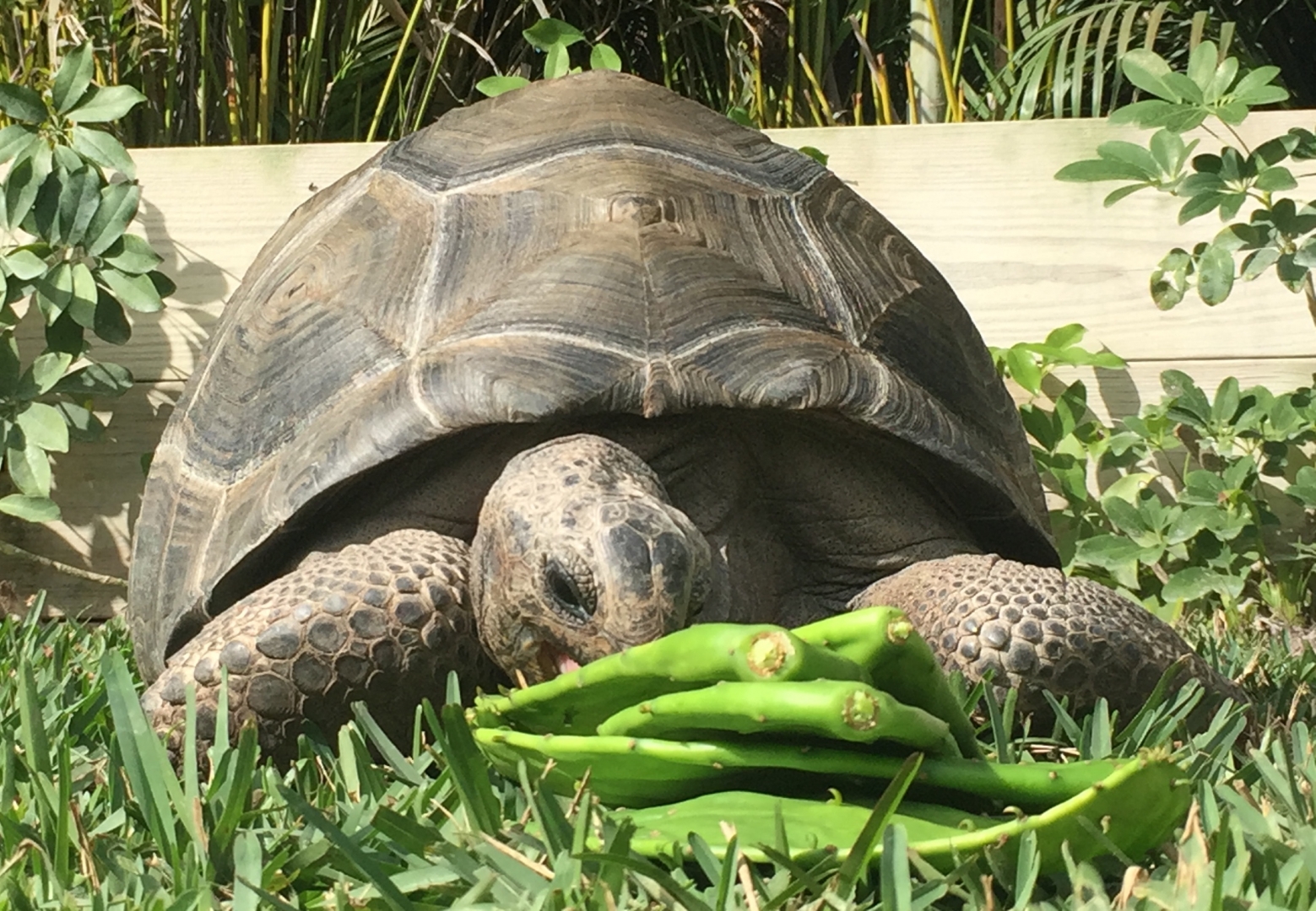 Aldabra Breeders