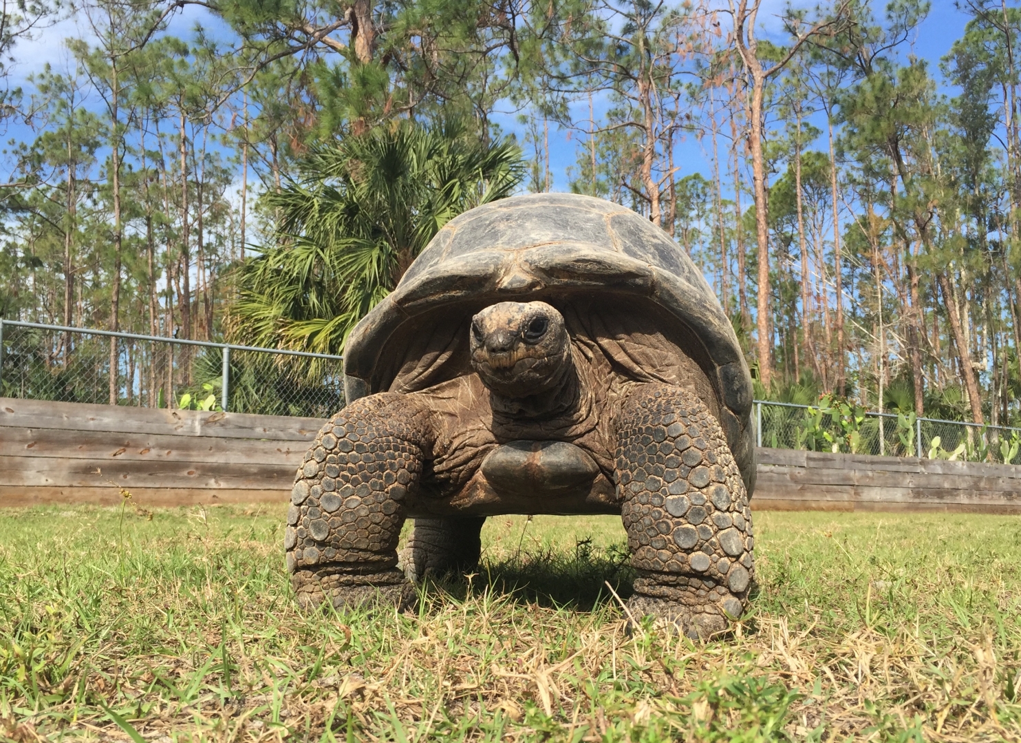 Aldabra Breeders