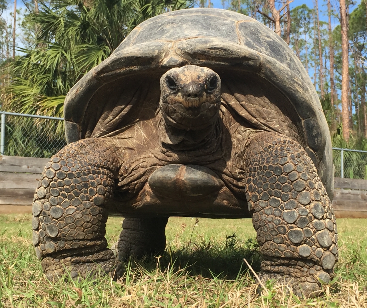 Aldabra Breeders