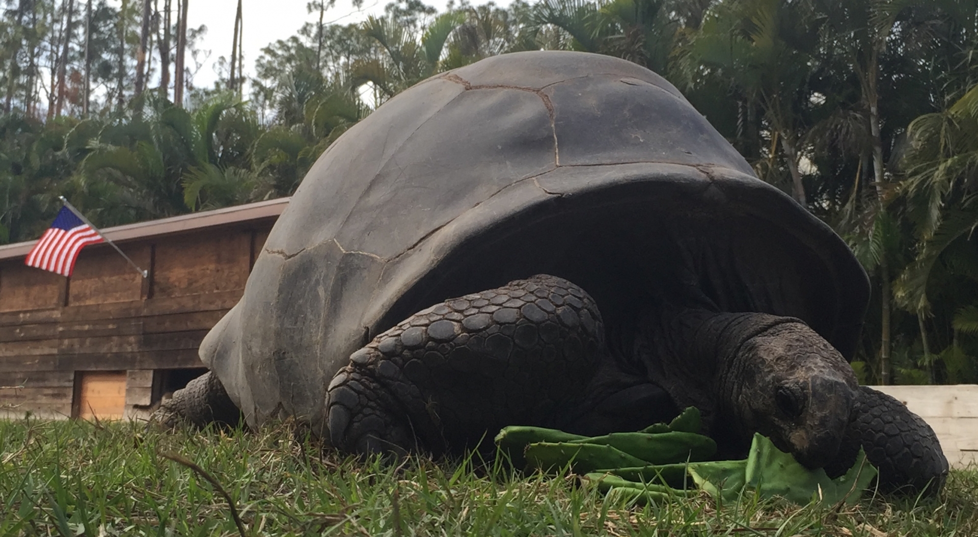 Aldabra Breeders