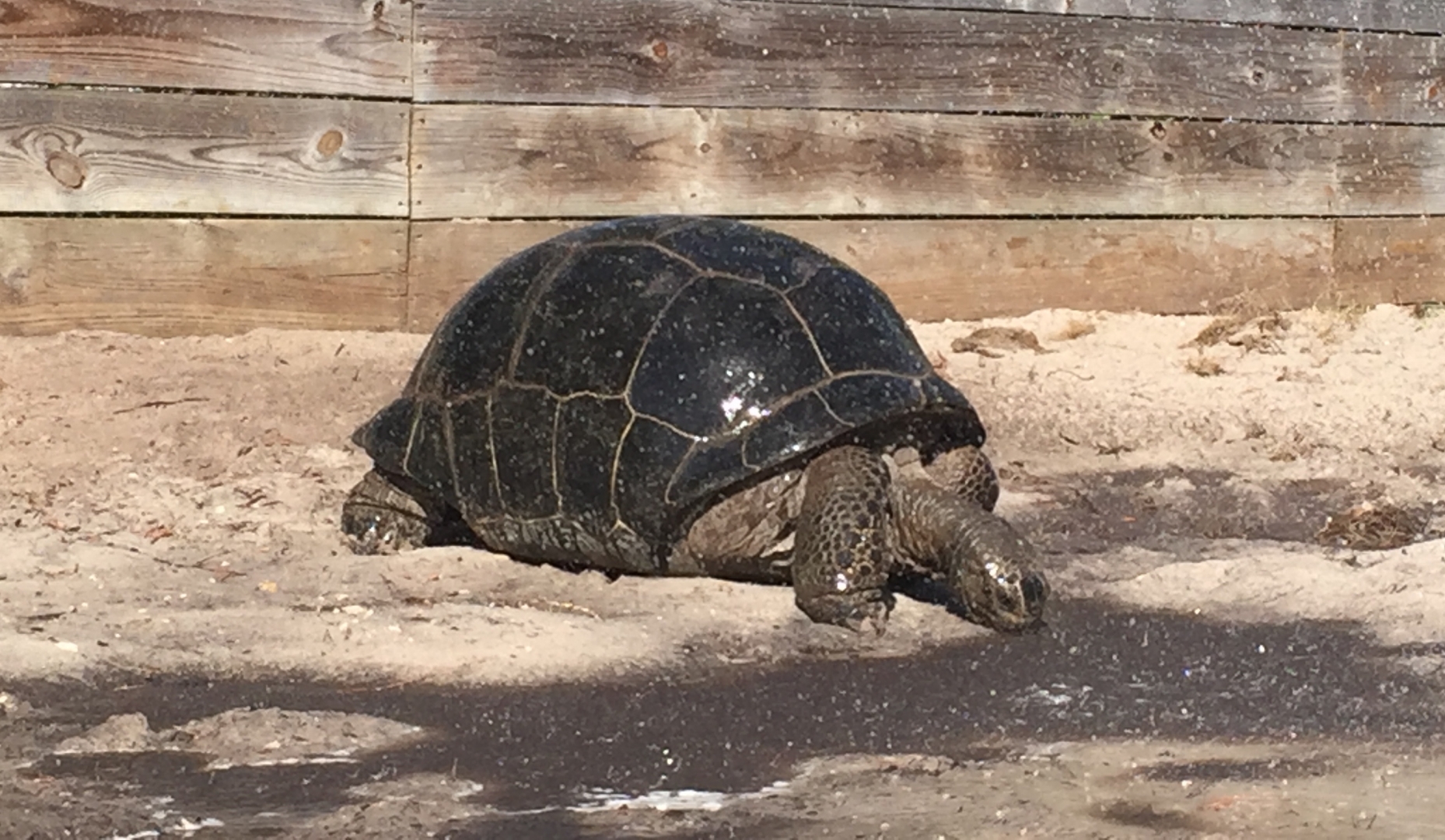 Aldabra Breeders