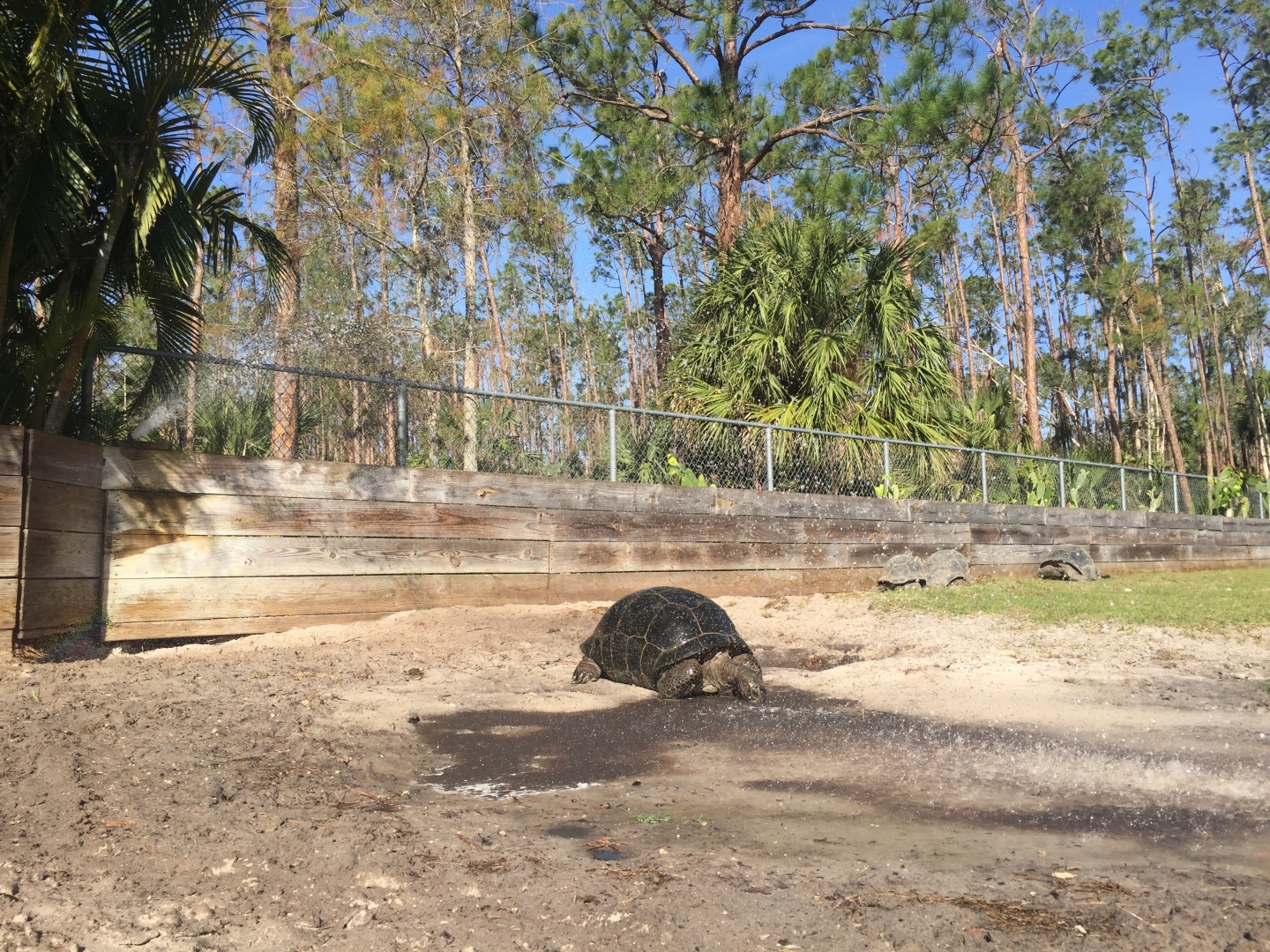 Aldabra Breeders