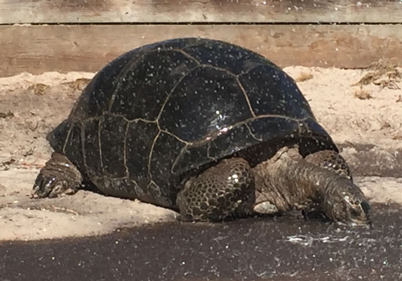 Aldabra Breeders
