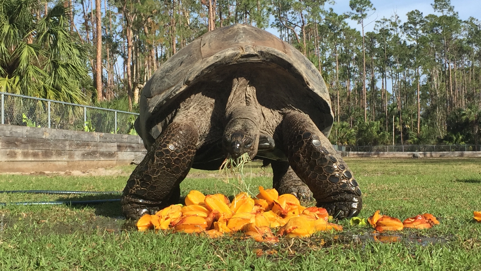 Aldabra Breeders