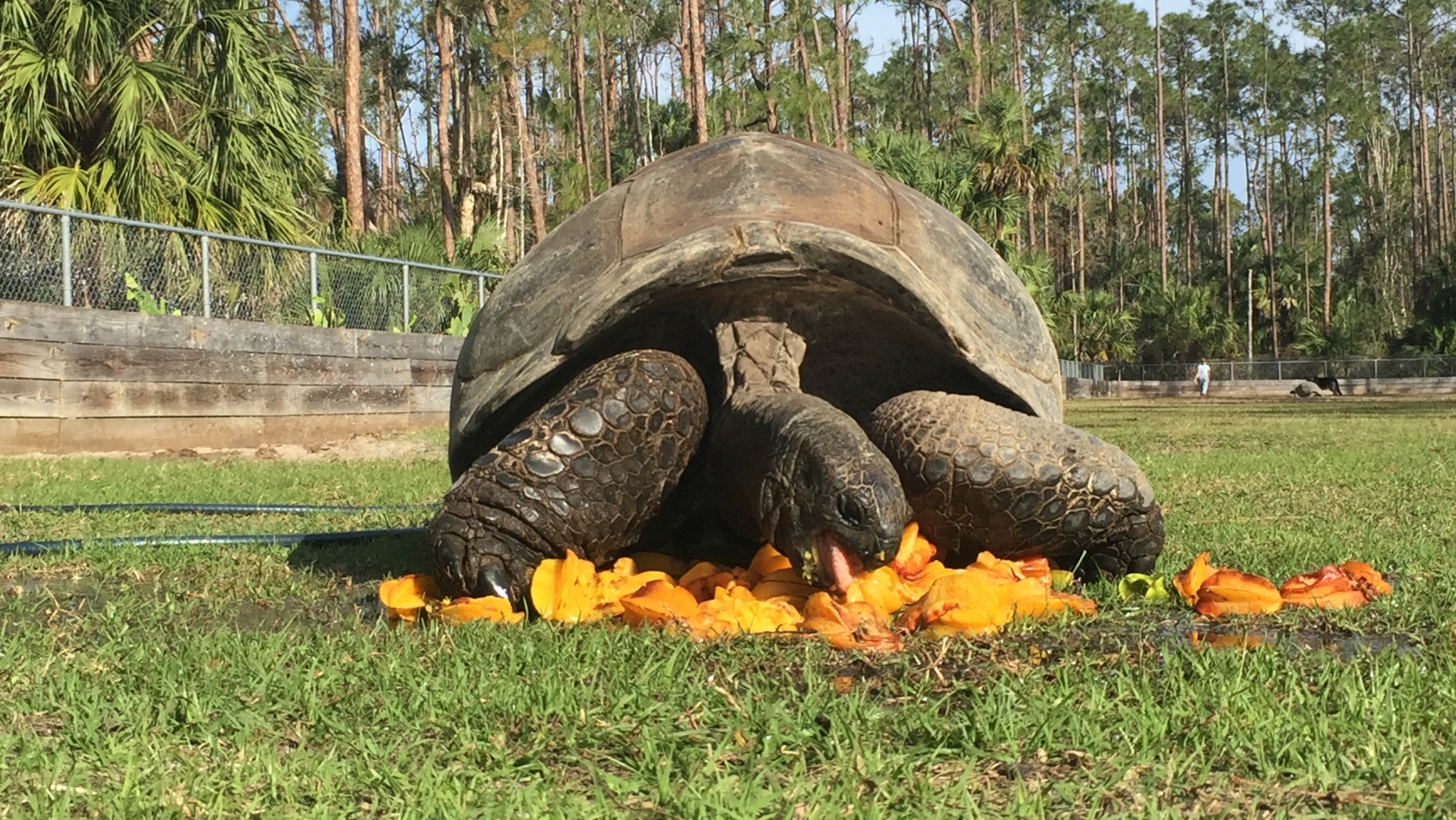 Aldabra Breeders