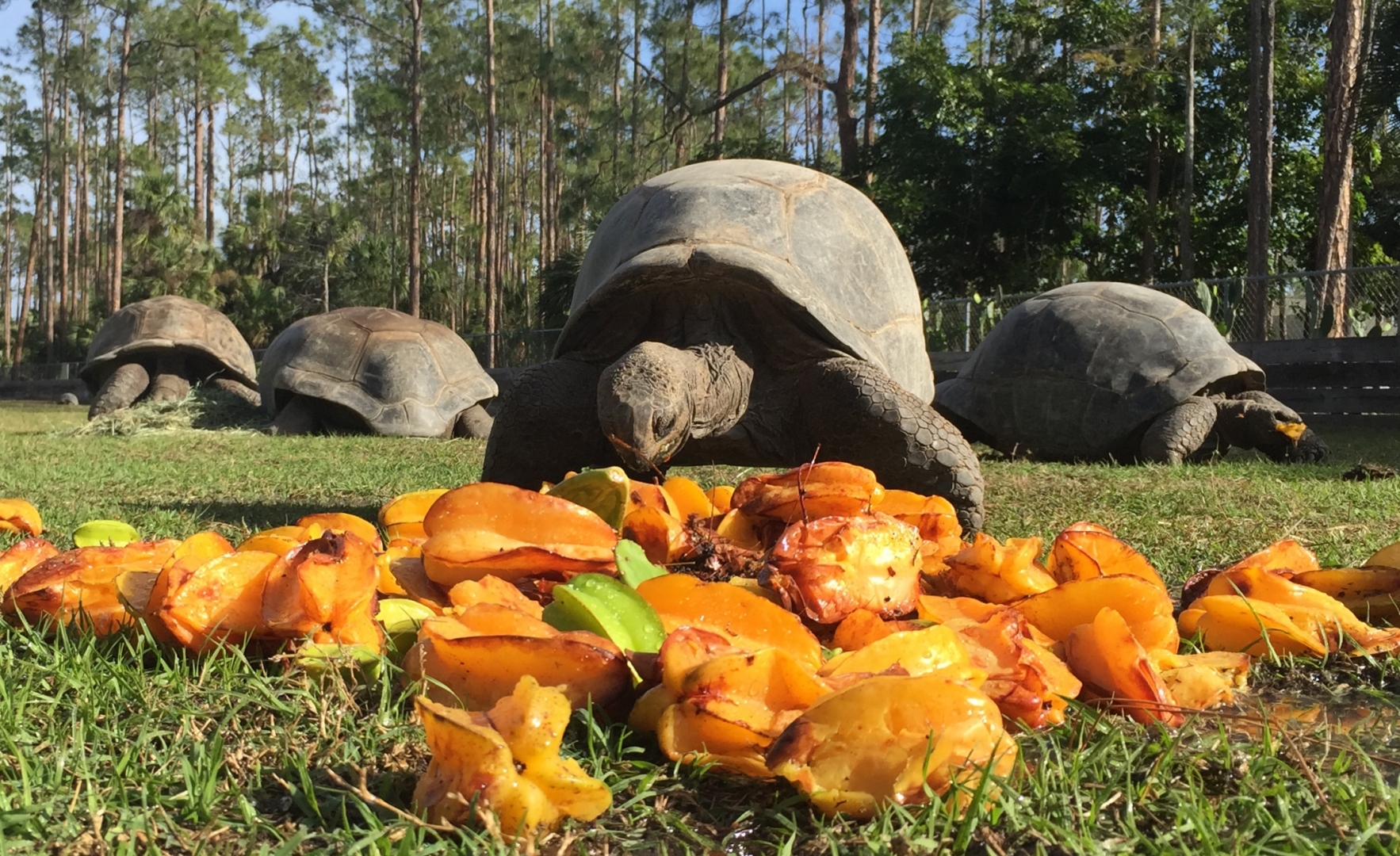 Aldabra Breeders