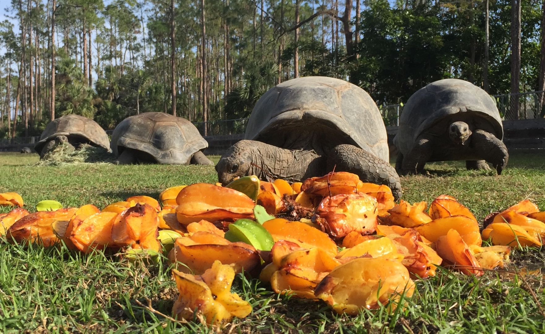 Aldabra Breeders