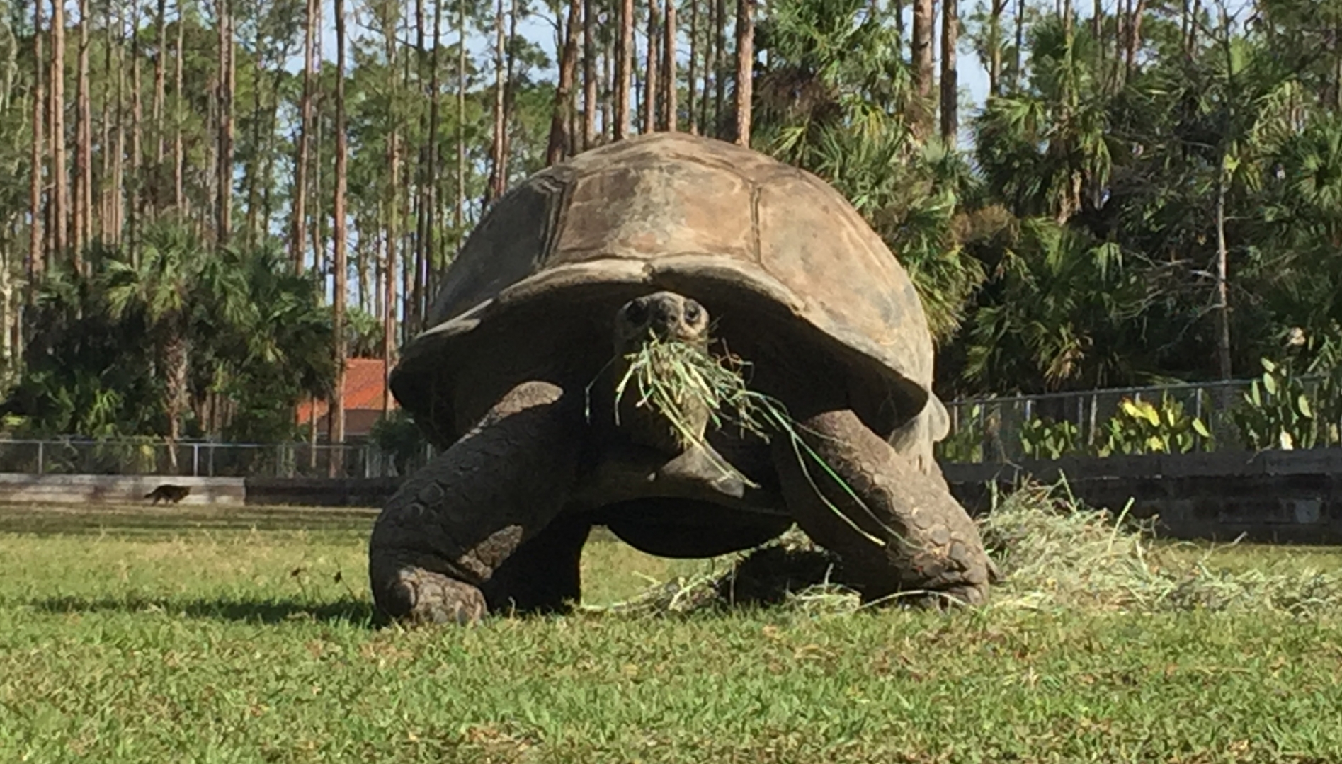 Aldabra Breeders