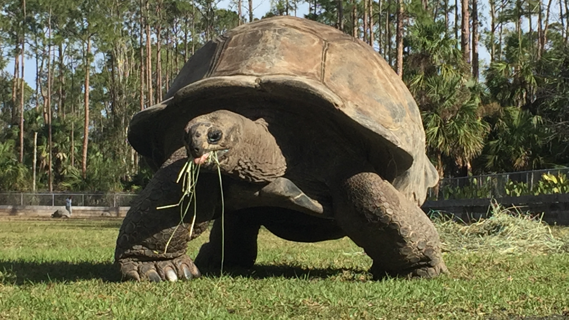 Aldabra Breeders