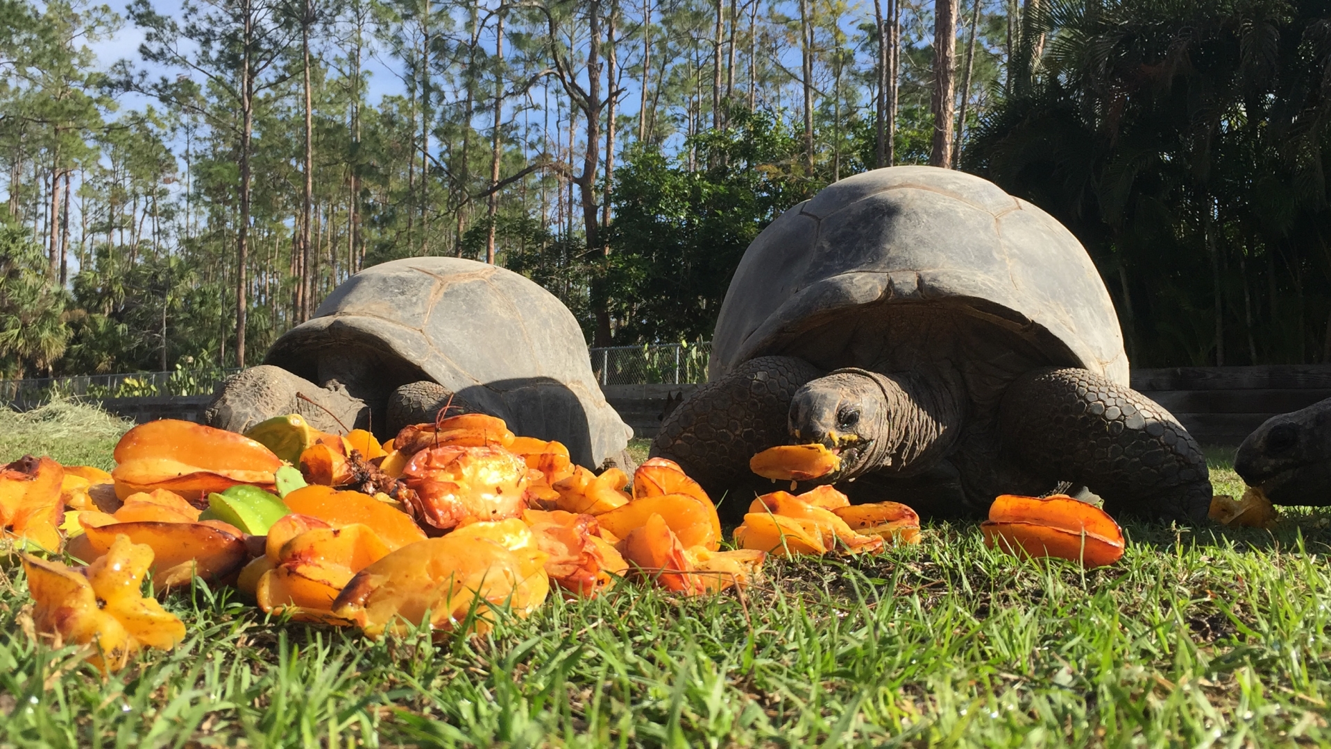 Aldabra Breeders