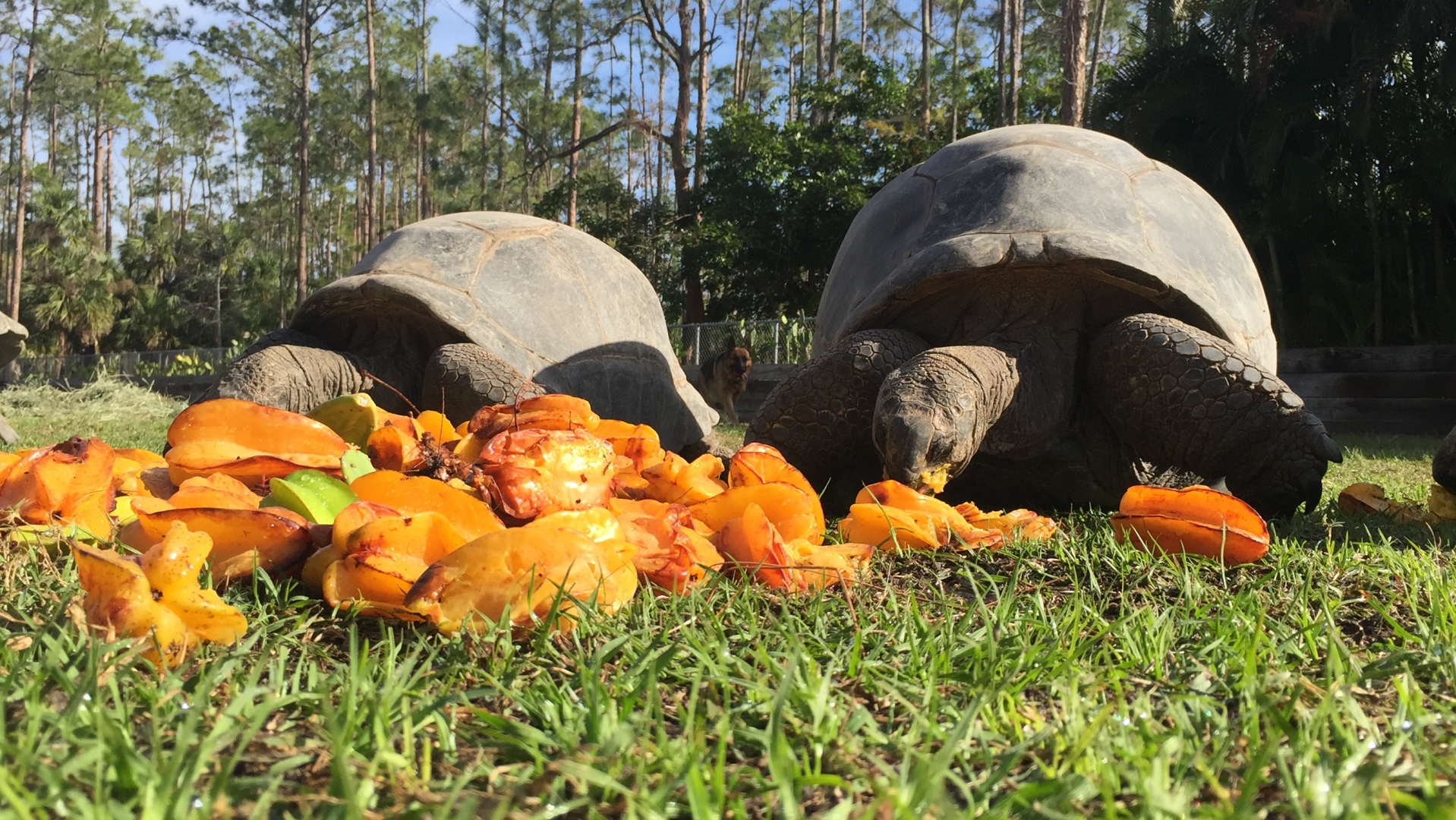 Aldabra Breeders