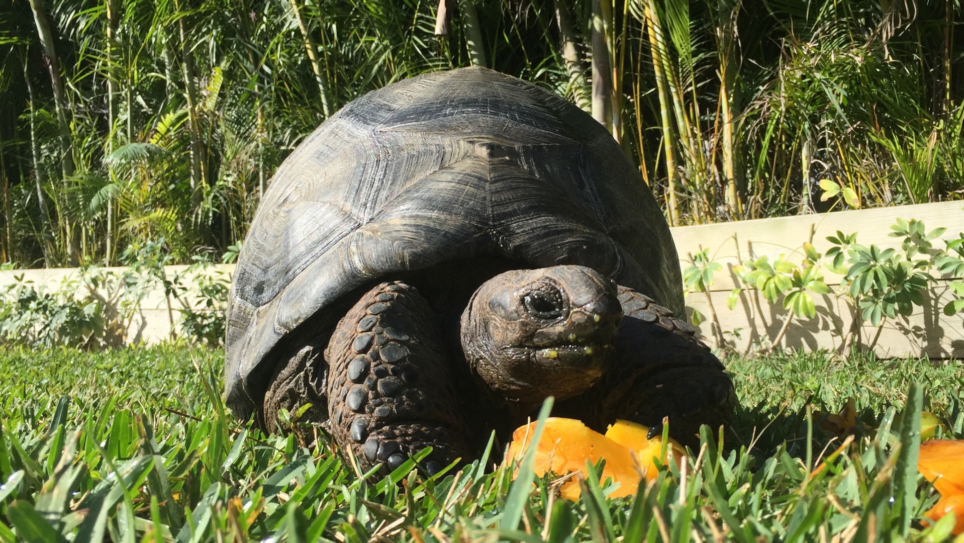 Aldabra Breeders