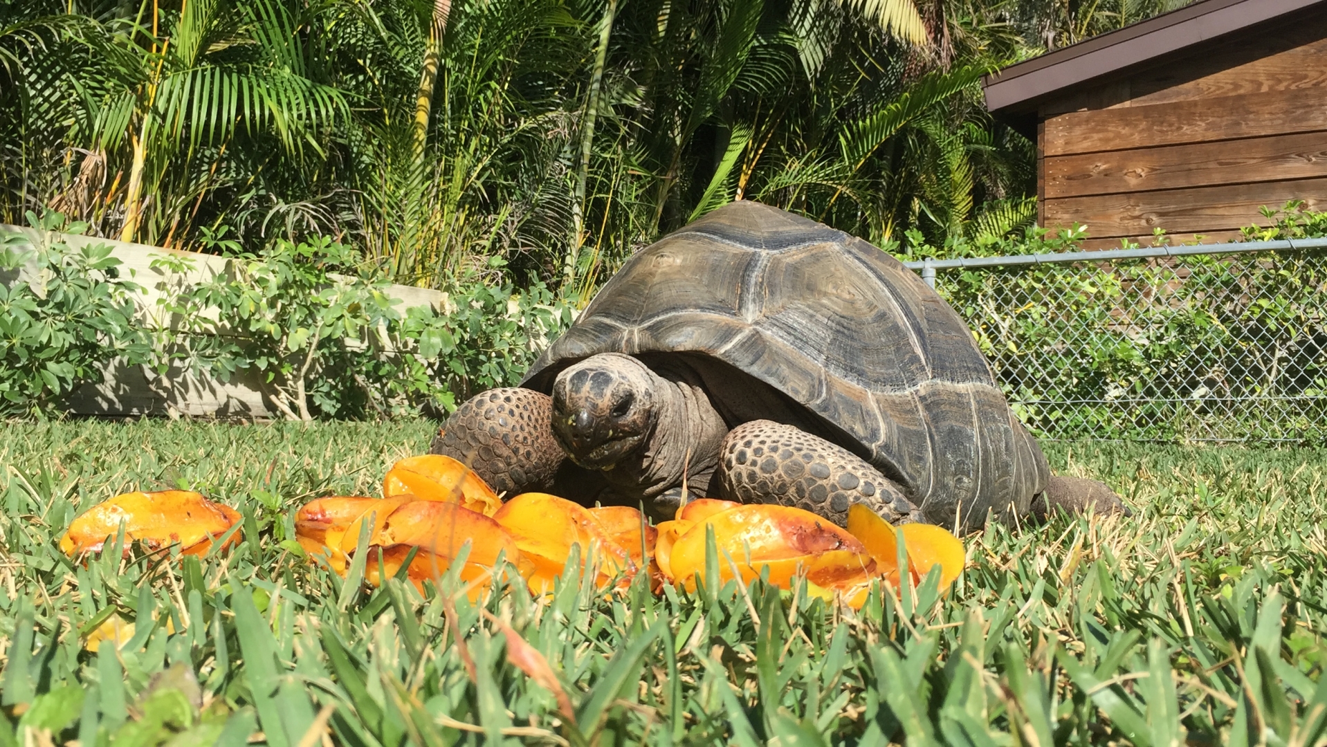 Aldabra Breeders