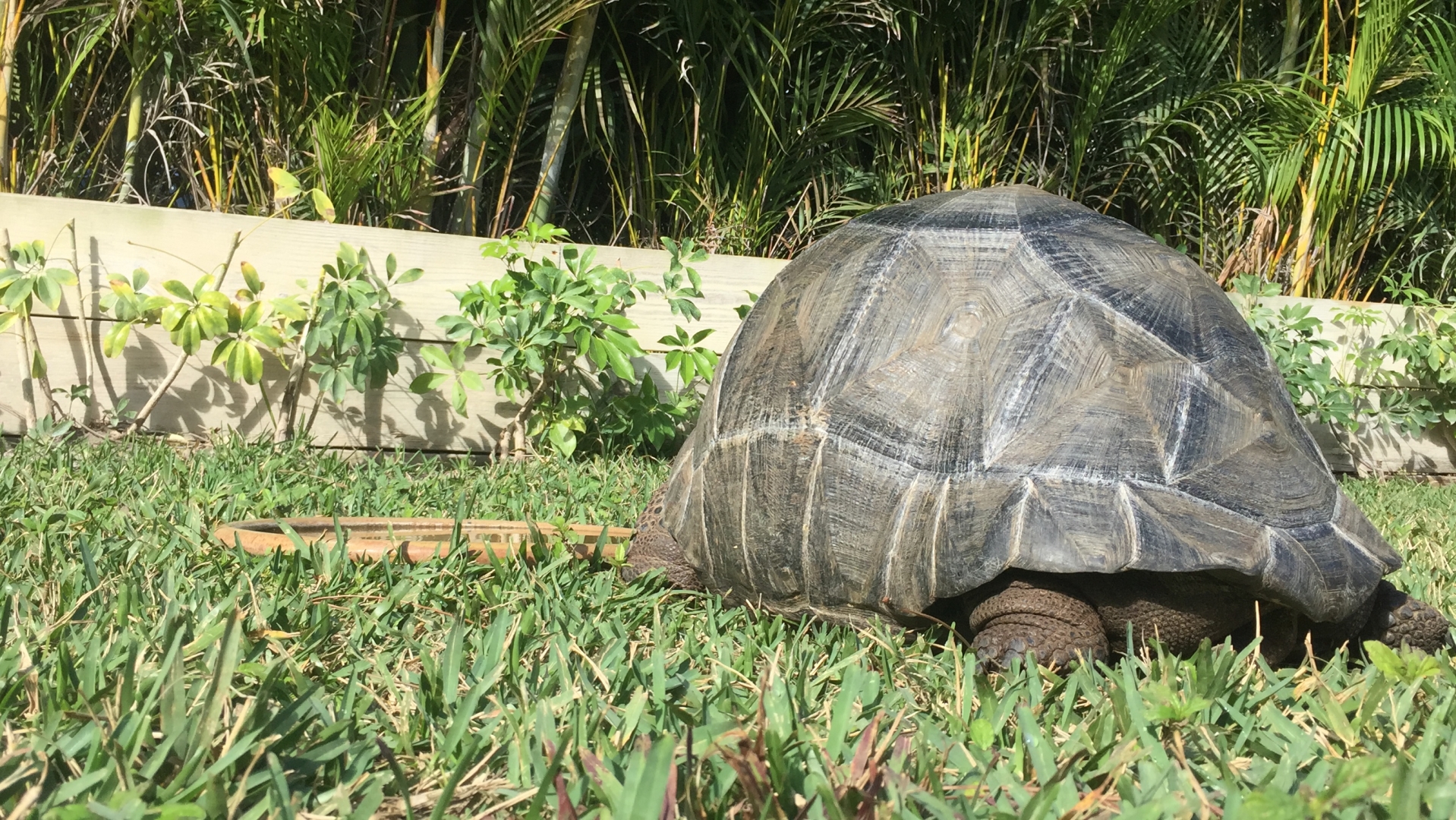 Aldabra Breeders