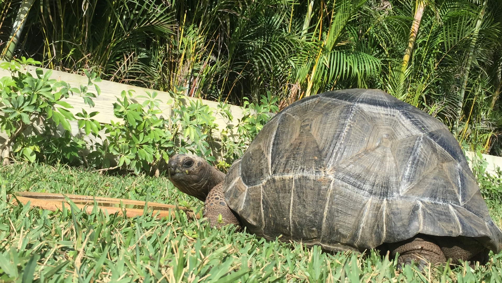 Aldabra Breeders