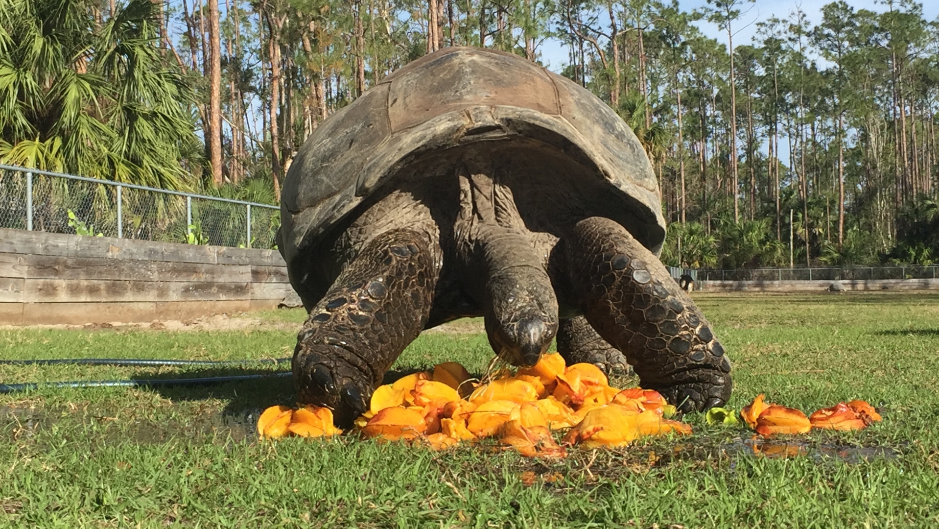 Aldabra Breeders