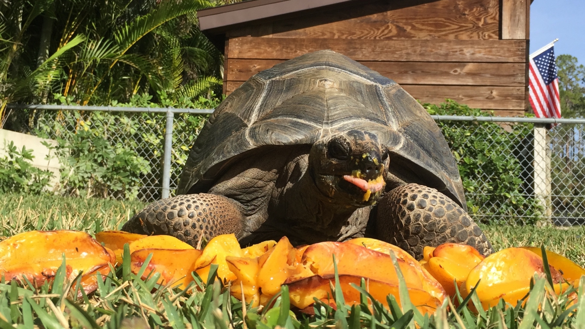 Aldabra Breeders