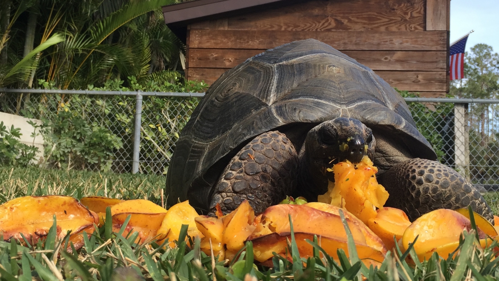 Aldabra Breeders