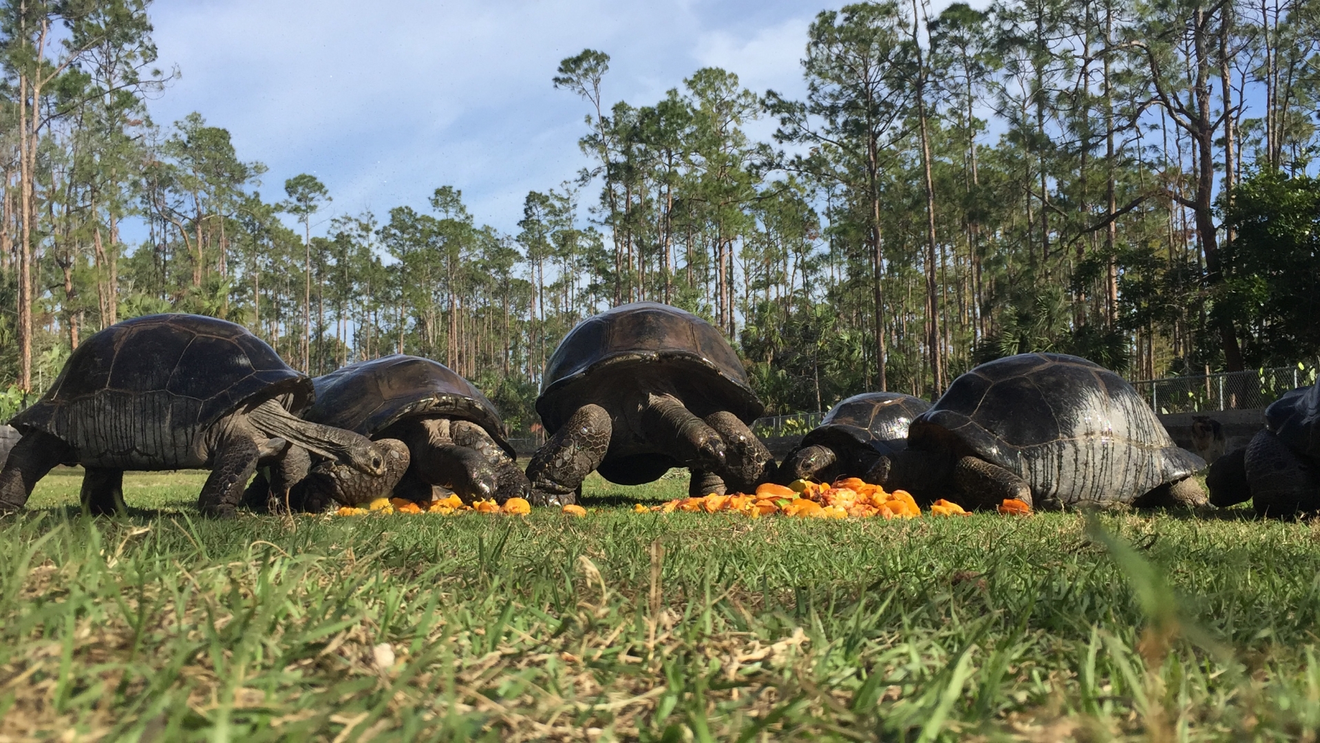 Aldabra Breeders