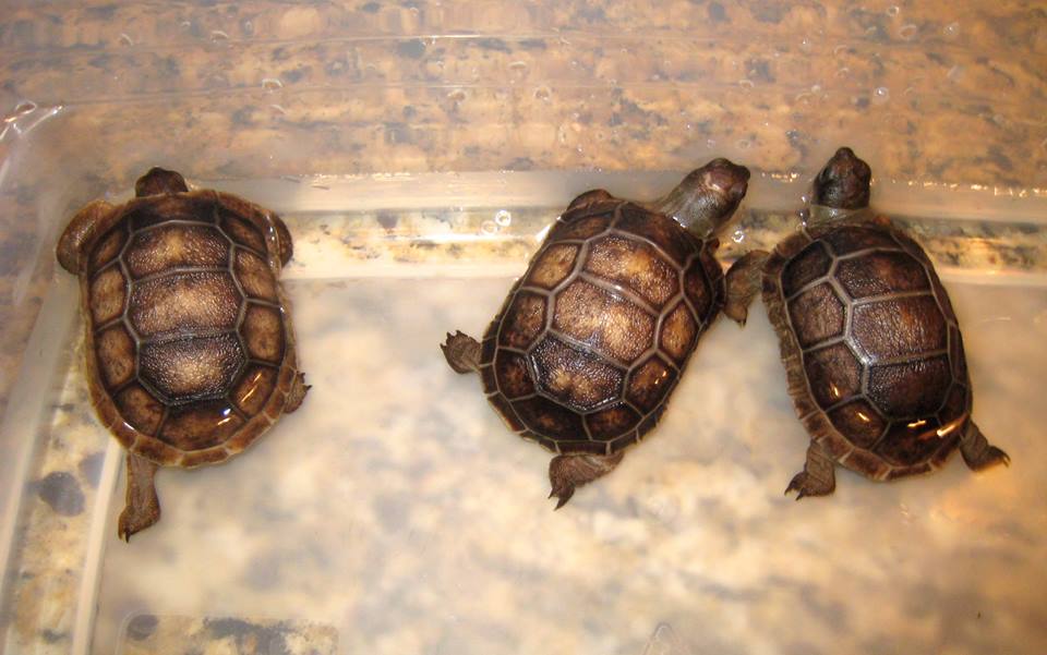 Aldabra Breeders