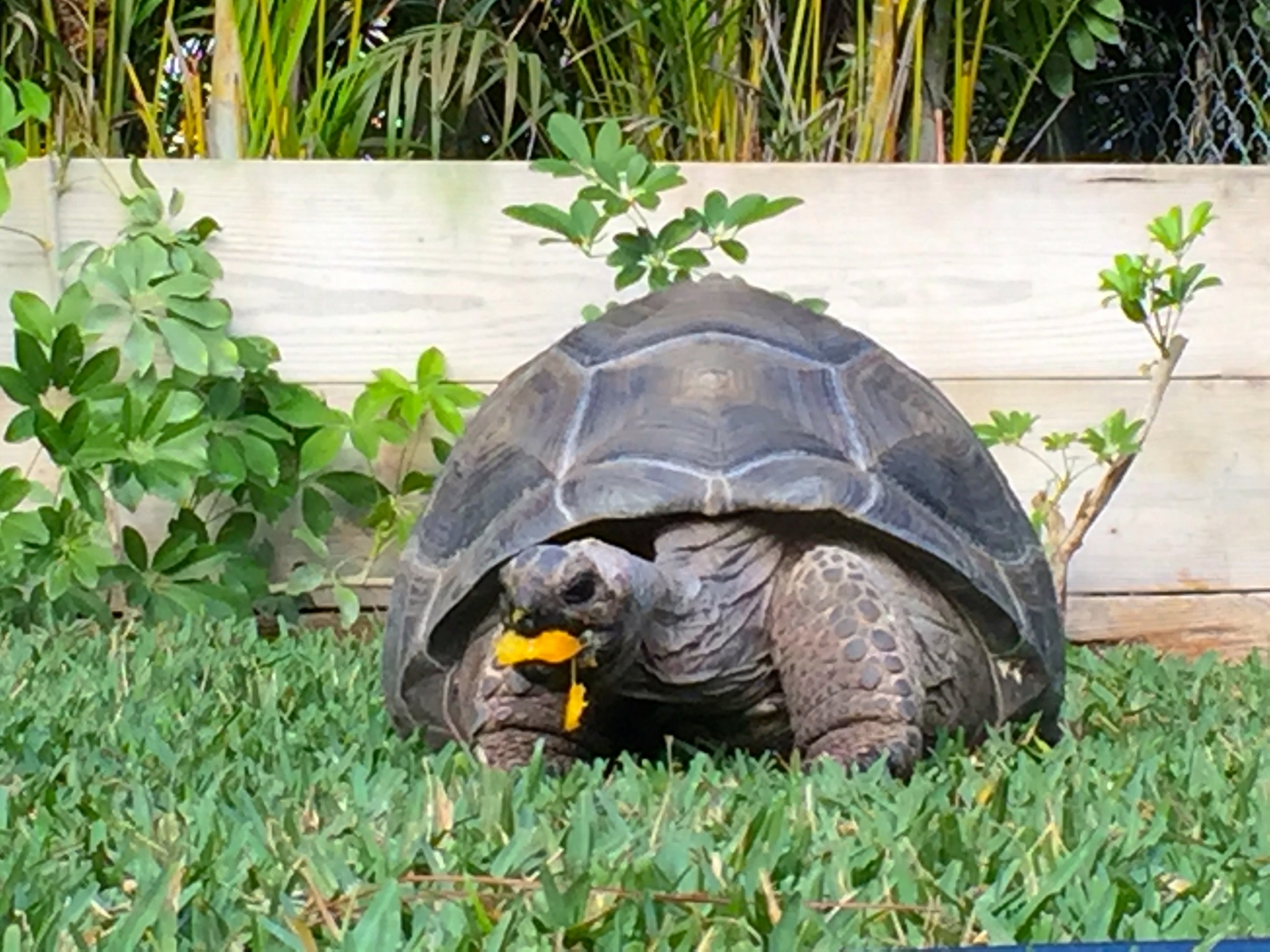 Aldabra Breeders