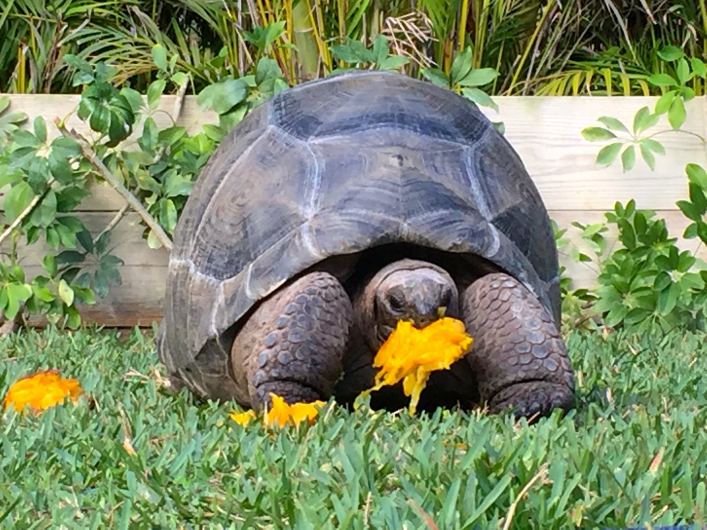 Aldabra Breeders