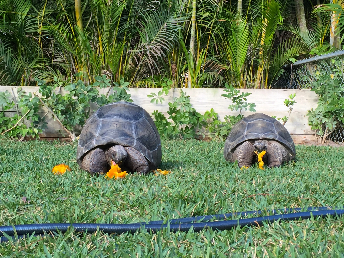 Aldabra Breeders