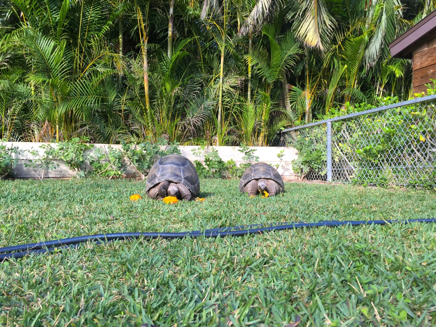 Aldabra Breeders