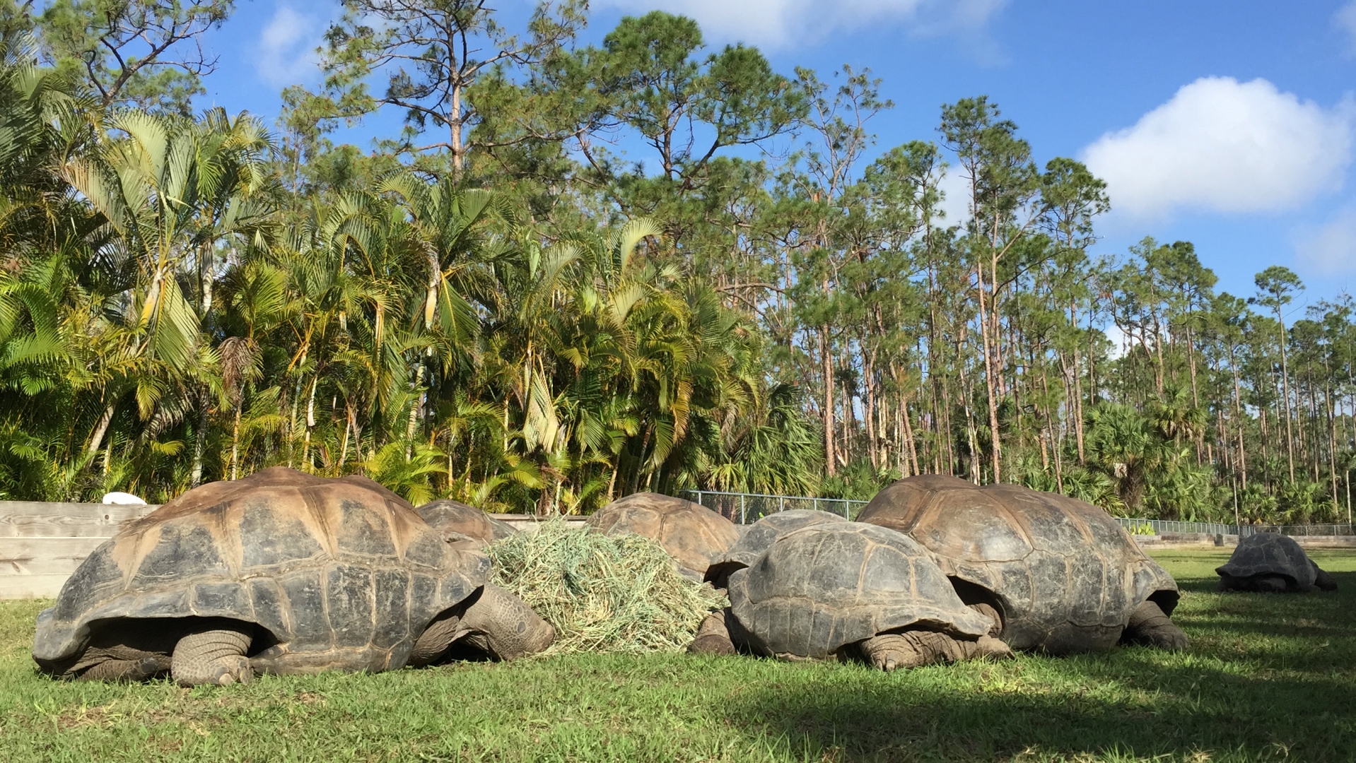 Aldabra Breeders