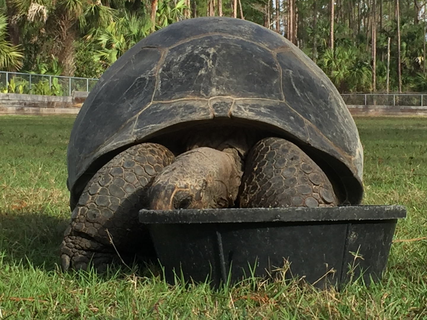 Aldabra Breeders