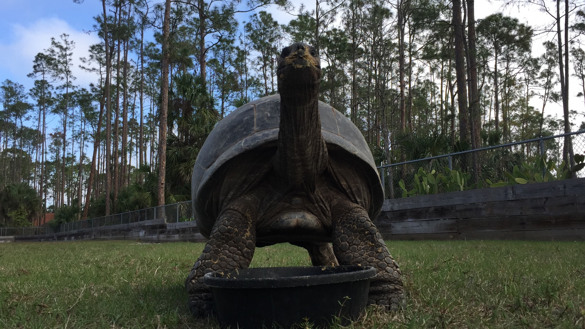 Aldabra Breeders