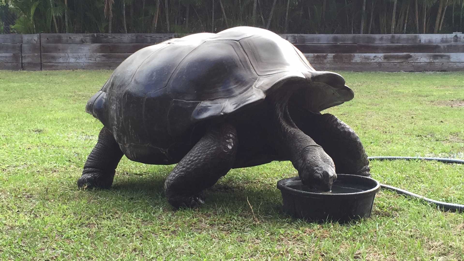 Aldabra Breeders