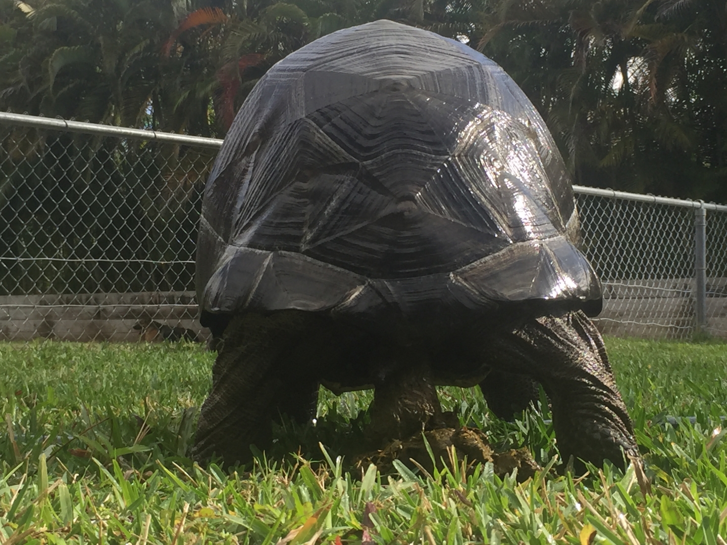 Aldabra Breeders