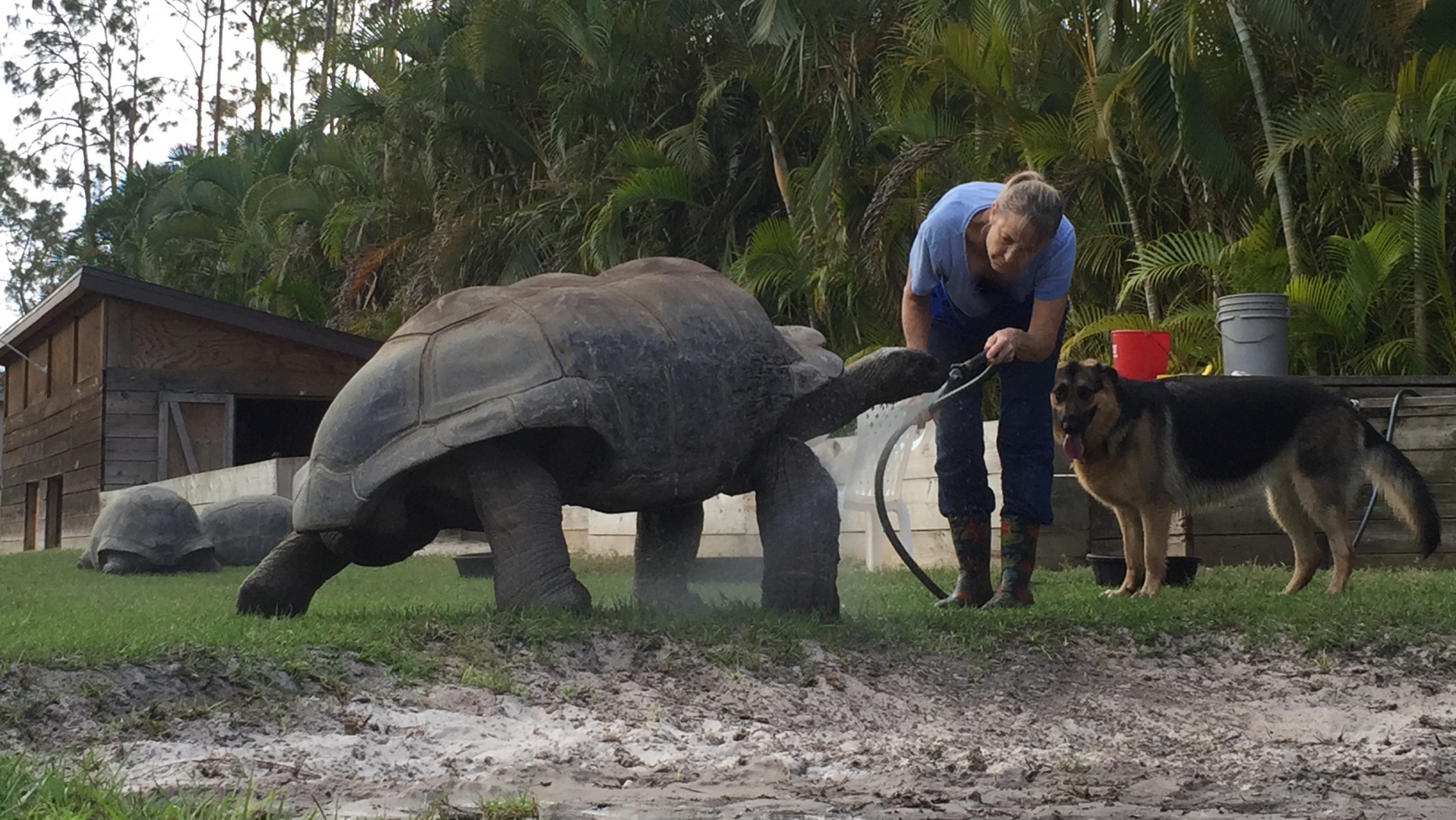 Aldabra Breeders