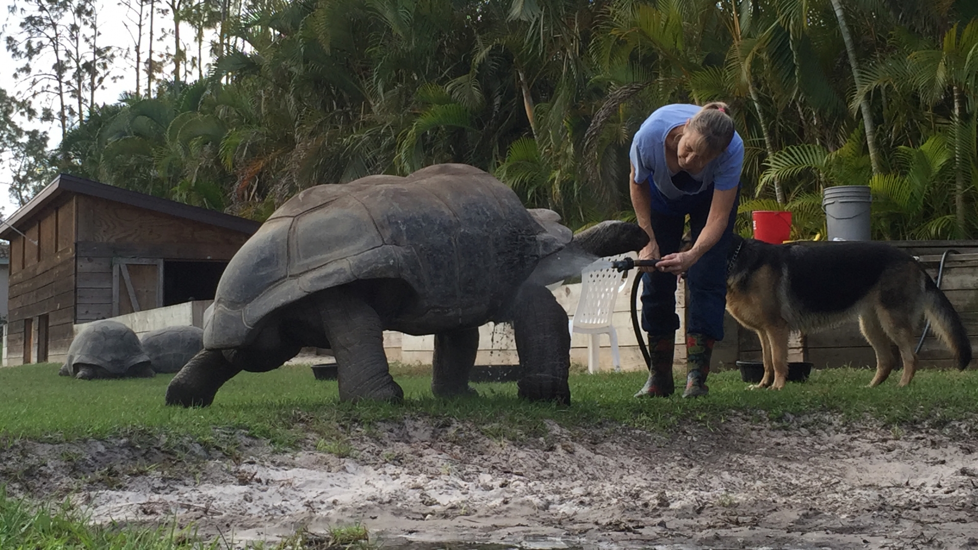 Aldabra Breeders