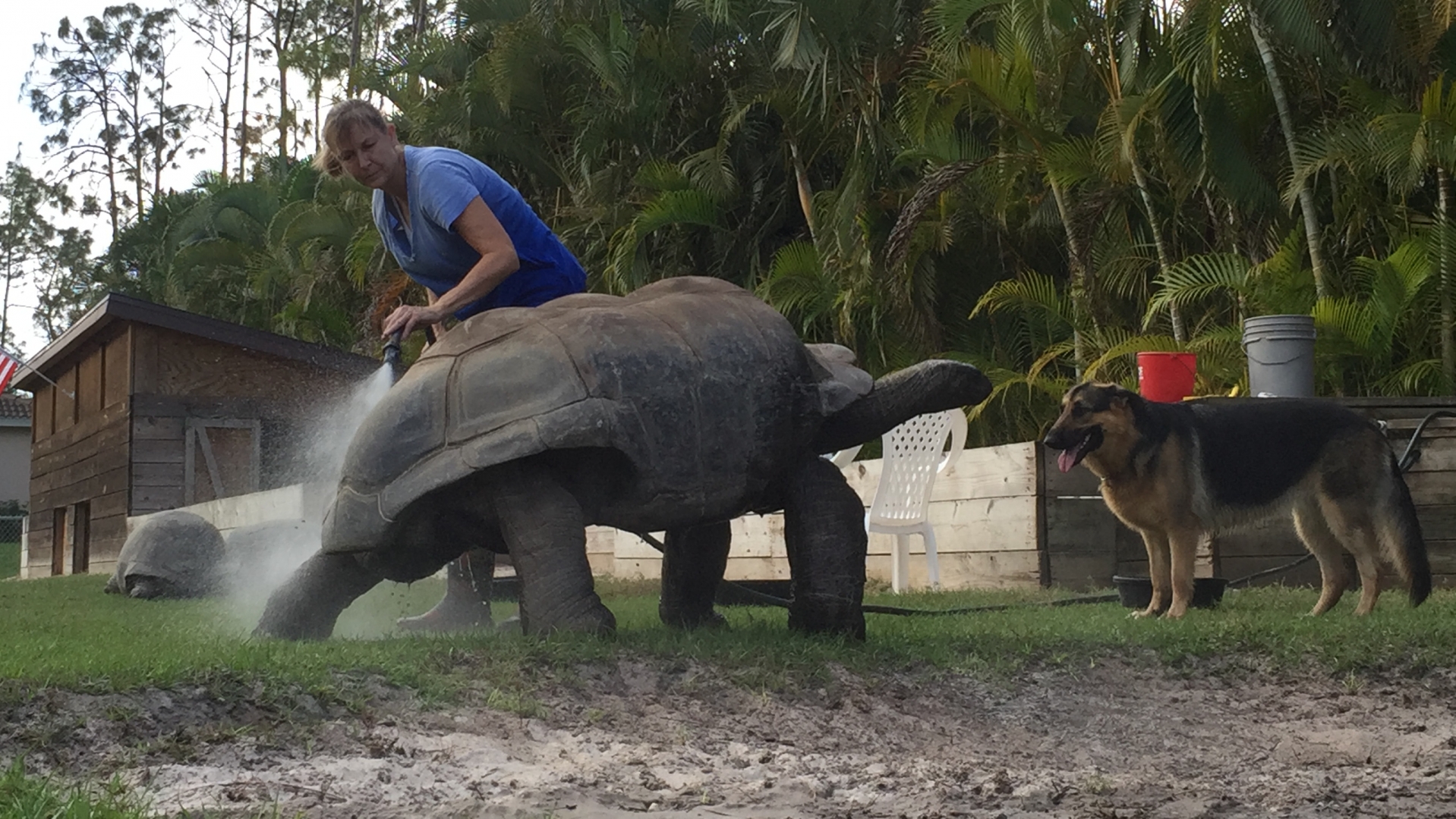 Aldabra Breeders