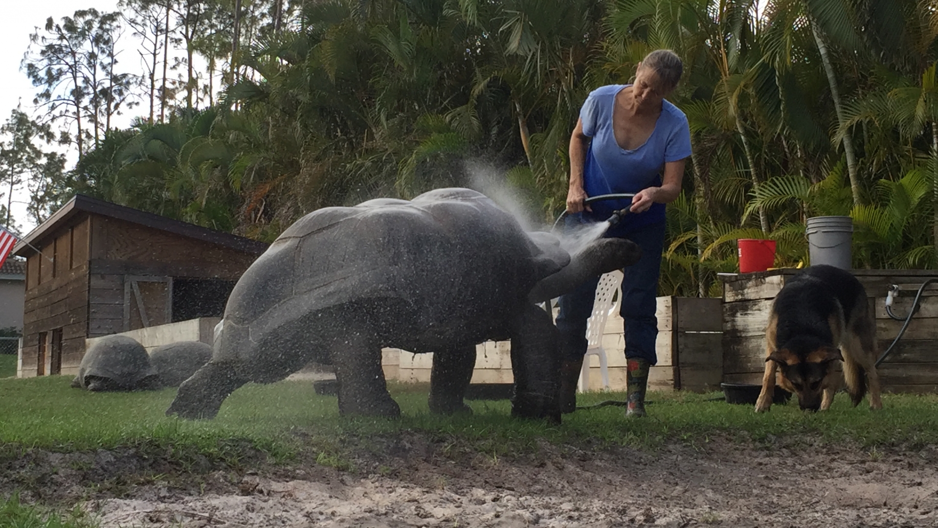 Aldabra Breeders