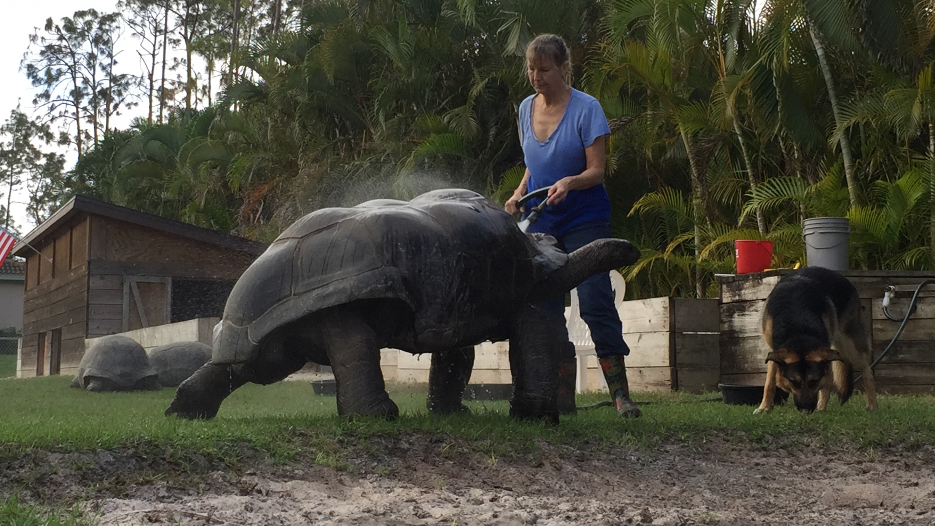 Aldabra Breeders