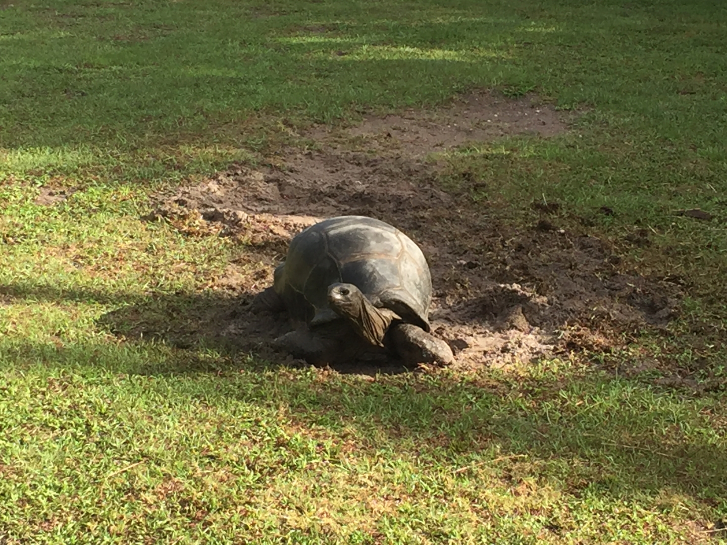 Aldabra Breeders
