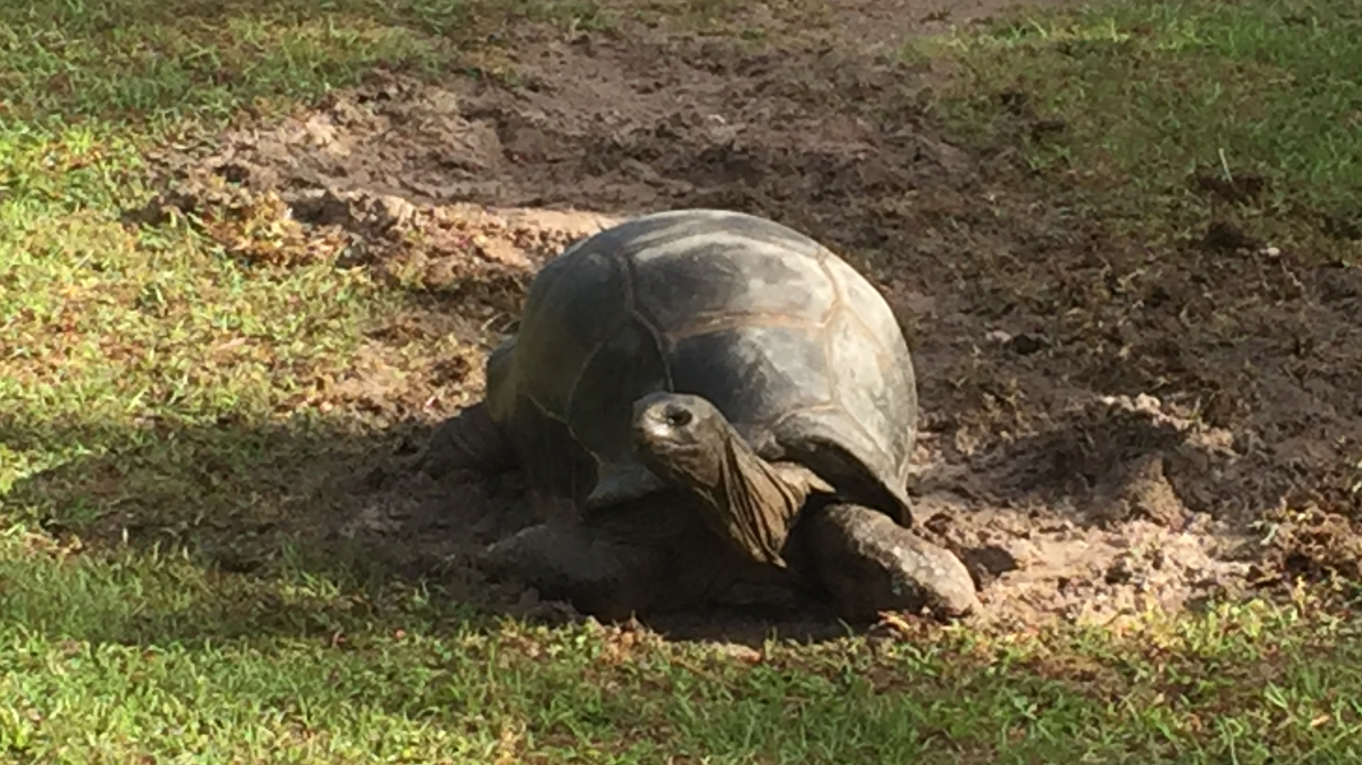 Aldabra Breeders