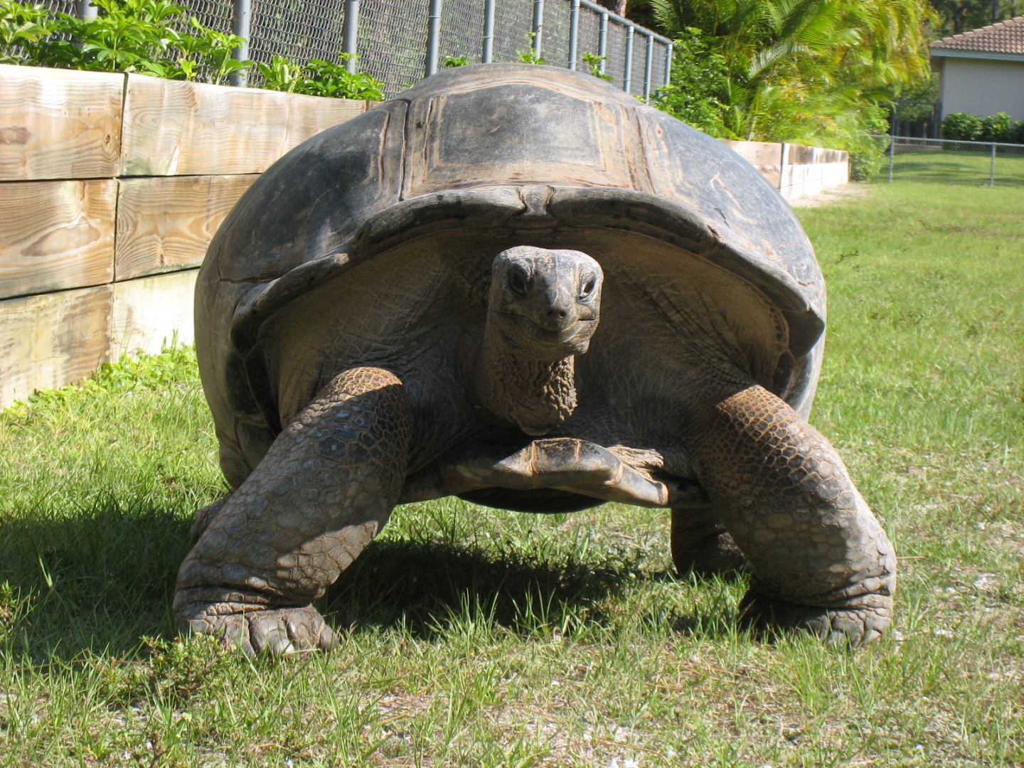 Aldabra Breeders